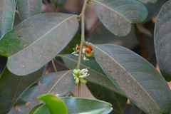 Glochidion candolleanum